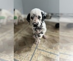 Small Photo #1 Dalmatian Puppy For Sale in WESTMONT, IL, USA