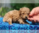 Small #2 Poodle (Toy)