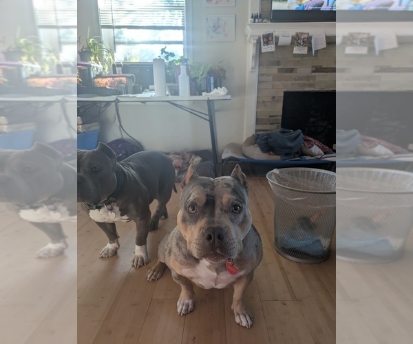 Medium Photo #1 American Bully Puppy For Sale in PORTLAND, OR, USA