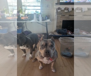 American Bully Puppy for sale in PORTLAND, OR, USA