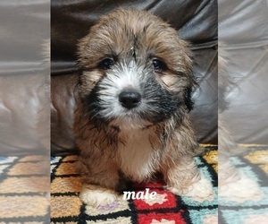 Silky Cocker Puppy for Sale in BURLINGTON, Massachusetts USA