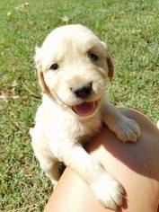 Golden Retriever Puppy for sale in WILLOW SPRINGS, MO, USA