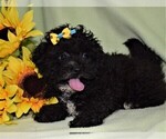 Small Photo #4 ShihPoo Puppy For Sale in BARNESVILLE, KS, USA