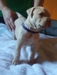 Small Photo #2 American Bully Puppy For Sale in APACHE JCT, AZ, USA