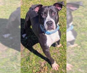 American Pit Bull Terrier Dogs for adoption in Akron, OH, USA