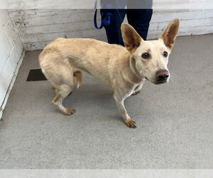 Mutt Dogs for adoption in San Bernardino, CA, USA