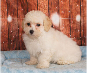 Poochon Puppy for sale in PENNS CREEK, PA, USA