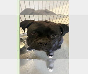 Boxer Dogs for adoption in Austin, TX, USA