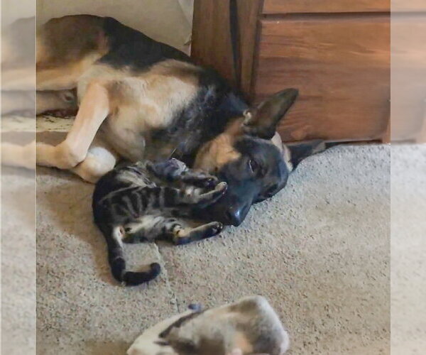 Medium Photo #3 German Shepherd Dog Puppy For Sale in Millburn, NJ, USA