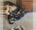 Small #2 German Shepherd Dog
