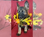 Small Photo #4 German Shepherd Dog Puppy For Sale in HOLDEN, MO, USA
