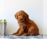 Small #1 Goldendoodle