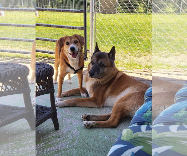 Medium Photo #6 Beagle-Unknown Mix Puppy For Sale in Germantown, OH, USA