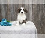 Puppy 2 Pembroke Welsh Corgi-Poodle (Miniature) Mix