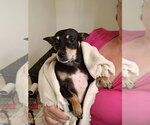 Small #2 Chihuahua Mix