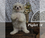Small #21 Poodle (Toy)