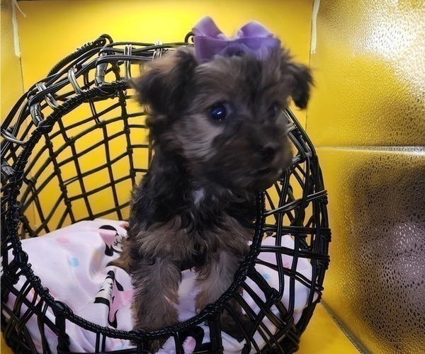 Medium Photo #9 YorkiePoo Puppy For Sale in BLUE MOUND, TX, USA