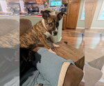Small #3 Boxer-German Shepherd Dog Mix