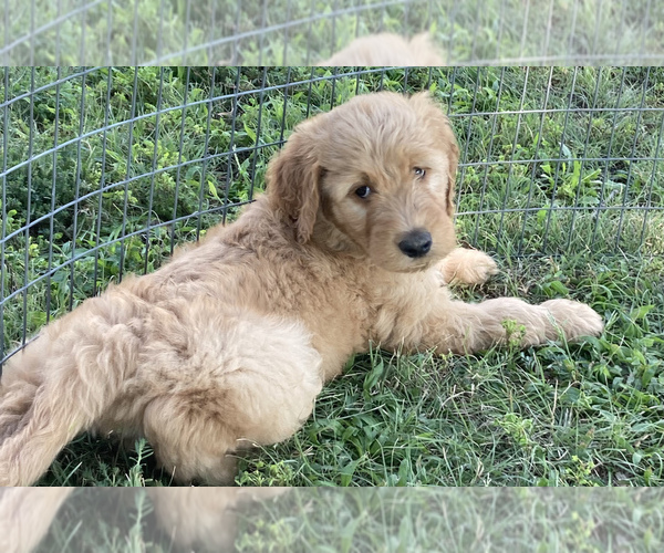 Medium Photo #1 Goldendoodle Puppy For Sale in IONIA, KS, USA