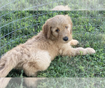 Small Photo #1 Goldendoodle Puppy For Sale in IONIA, KS, USA