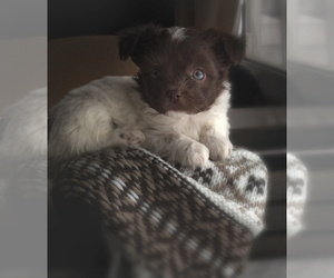 Havashu Puppy for sale in WILLIAMSBURG, KS, USA
