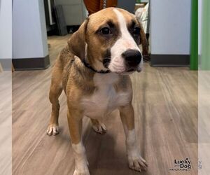 Labrador Retriever-Unknown Mix Dogs for adoption in Washington, DC, USA
