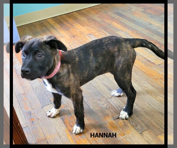 Medium Photo #4  Puppy For Sale in , 