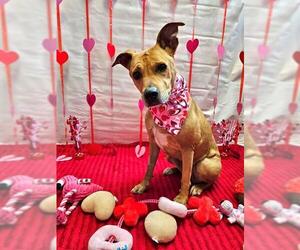 LOLA - Female Mutt Dog for Adoption - Photo #3