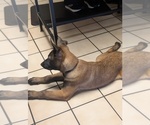 Litter of 6 - Male(s) and Female(s) Belgian MalinoisLitter of Puppies for Sale - Photo #19