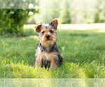 Small Photo #11 Yorkshire Terrier Puppy For Sale in WARSAW, IN, USA