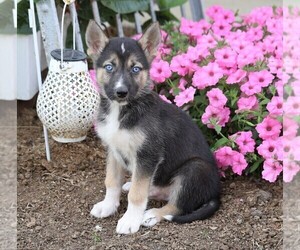 German Shepherd Dog-Siberian Husky Mix Puppy for sale in FREDERICKSBG, OH, USA