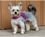 Small #6 Mutt