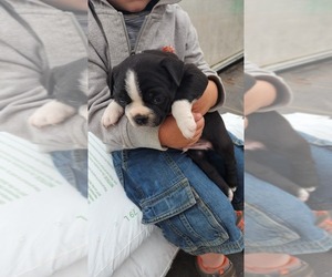 Boston Terrier Puppy for Sale in GREENWOOD, Wisconsin USA