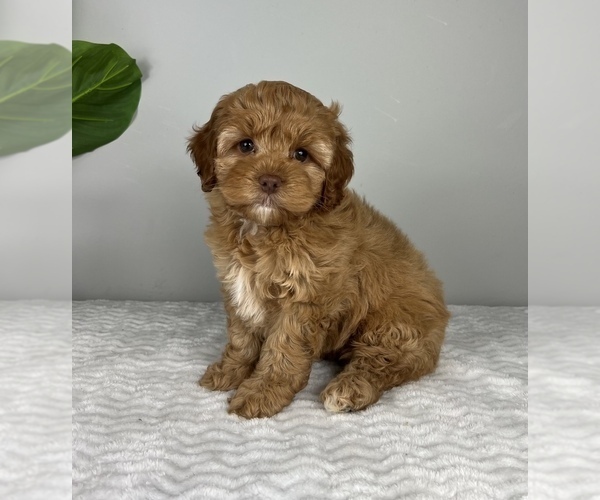 Medium Photo #1 Cockapoo Puppy For Sale in FRANKLIN, IN, USA