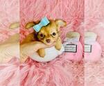 Small #6 Chihuahua