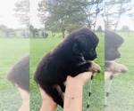 Small #1 Australian Shepherd
