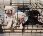 Small #1 Pug