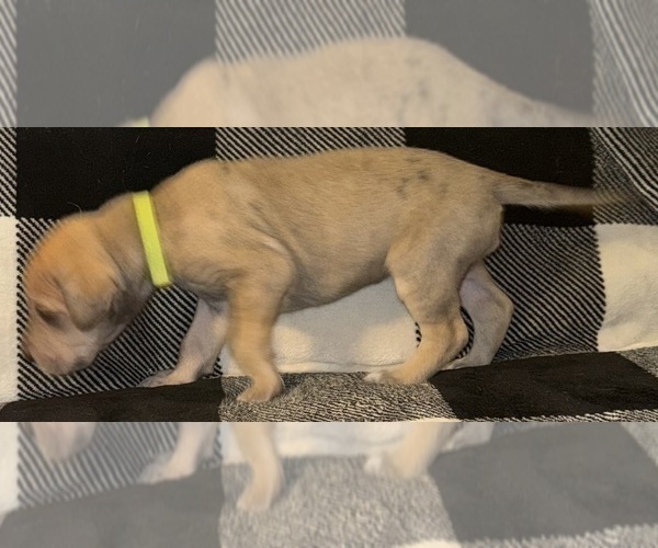 Medium Photo #20 Great Dane Puppy For Sale in GALLOWAY, OH, USA