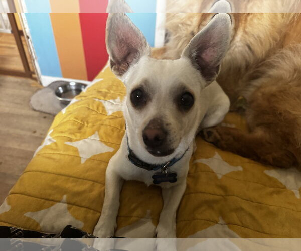 Medium Photo #3 Chihuahua-Unknown Mix Puppy For Sale in Fort Collins, CO, USA