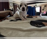 Small Photo #34 Dachshund Puppy For Sale in MONONA, IA, USA