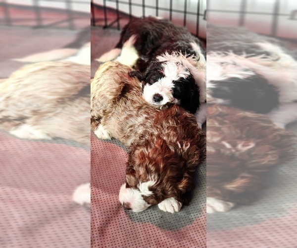 Medium Photo #7 Bernedoodle Puppy For Sale in GEORGETOWN, DE, USA