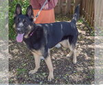 Small #1 German Shepherd Dog