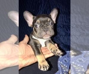 French Bulldog Puppy for sale in SAN DIEGO, CA, USA