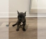 Small Photo #3 French Bulldog Puppy For Sale in YONKERS, NY, USA