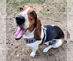 Small #7 Basset Hound