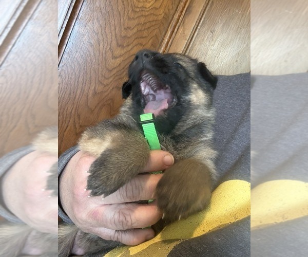 Medium Photo #2 German Shepherd Dog Puppy For Sale in NEWVILLE, PA, USA