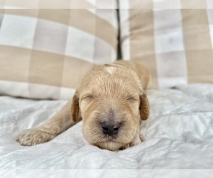 Goldendoodle Puppy for sale in AMBROSE, GA, USA