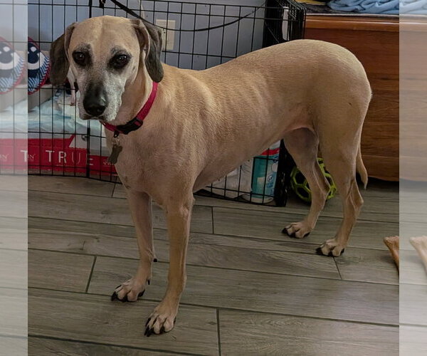 Medium Photo #8 Black Mouth Cur-Unknown Mix Puppy For Sale in Sanford, FL, USA