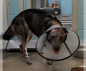 Siberian Husky-Unknown Mix Dogs for adoption in Temple, TX, USA