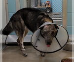 KODA - Female Siberian Husky-Unknown Mix Dog for Adoption - Small photo
